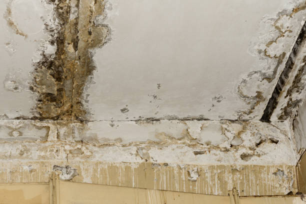 Albion, IL Mold Removal Company