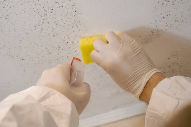 Best Biohazard Mold Removal  in Albion, IL