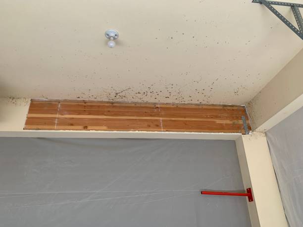 Best Basement Mold Removal  in Albion, IL