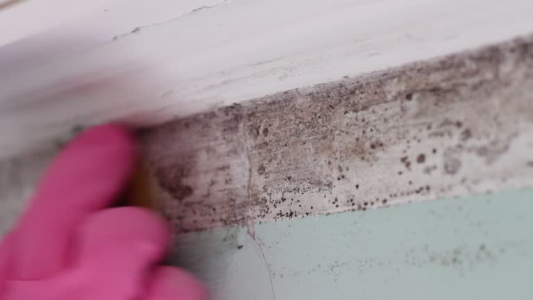 Best Black Mold Removal  in Albion, IL